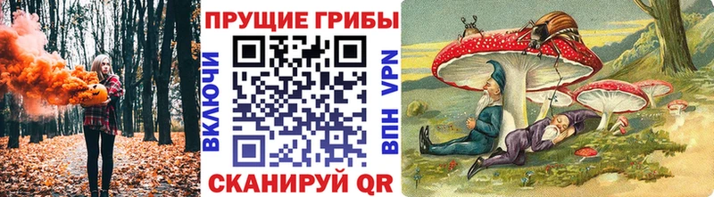 Галлюциногенные грибы Psilocybine cubensis  Борзя 